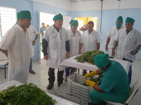 Moringa planta 580x435