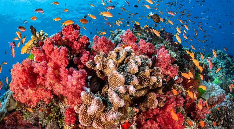 arrecifes_coralinos