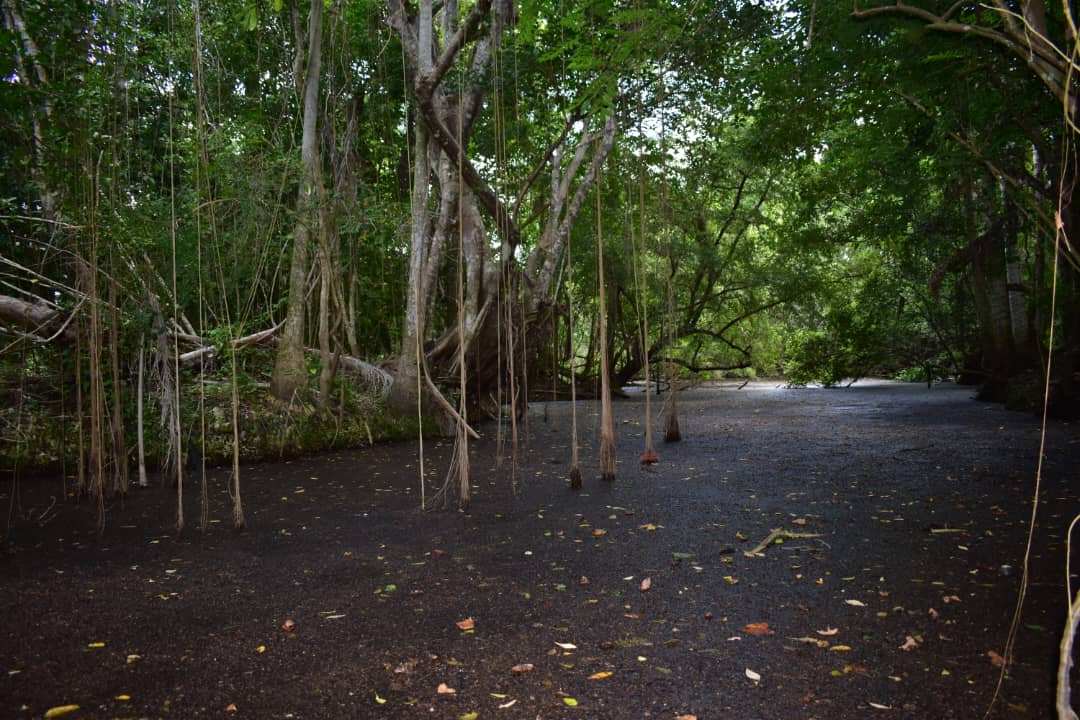 Sábalos del Jiquí