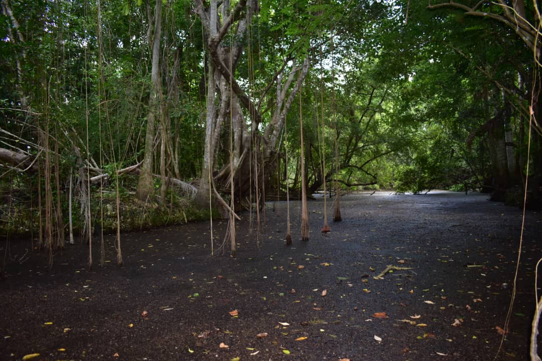 Sábalos del Jiquí