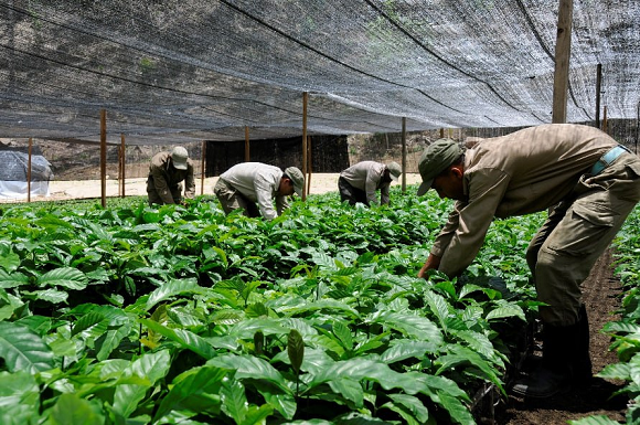 Apoyan al país en las tareas agrícolas. Foto: Roberto Garaicoa Martínez. Apoyan al país en las tareas agrícolas. Foto: Roberto Garaicoa Martínez.