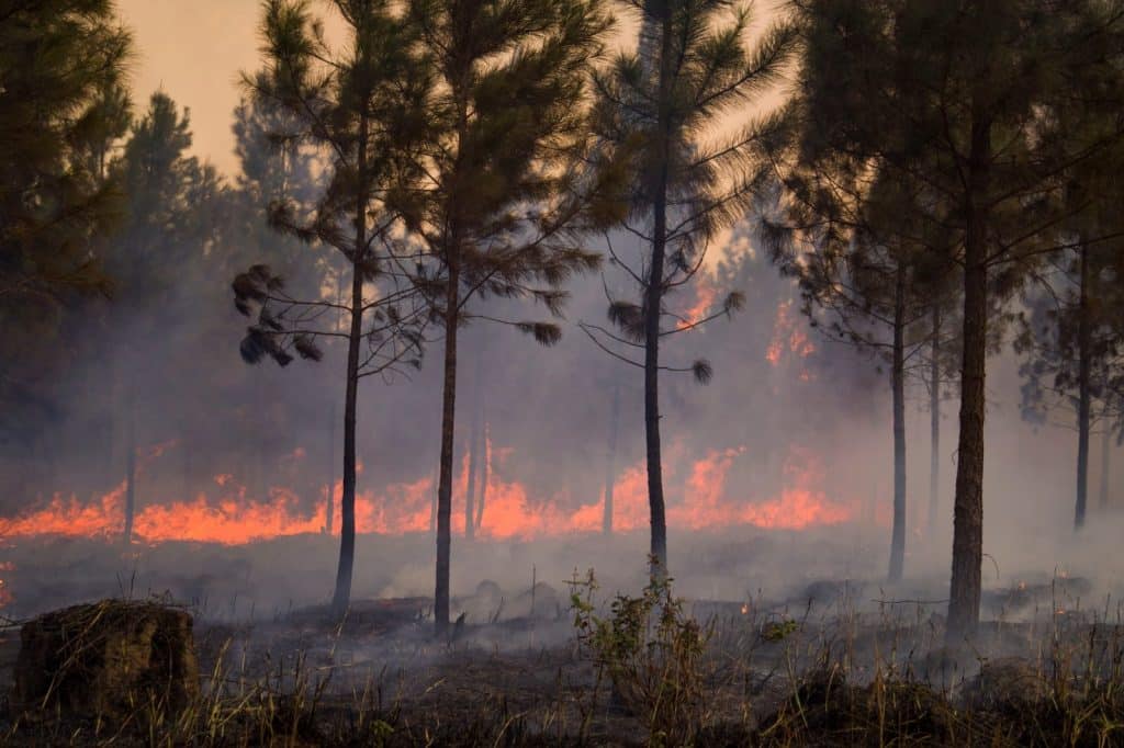 Incendios forestales