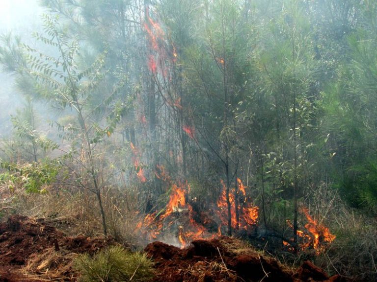 Incendio de grandes proporciones en el municipio de Mayarí, provincia Holguín. Foto: PL.