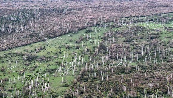 Los bosques del centro de isla quedaron quemados por la fuerza de los vientos del huracán Irma. Foto: Heidi Calderón. Los bosques del centro de isla quedaron quemados por la fuerza de los vientos del huracán Irma. Foto: Heidi Calderón.