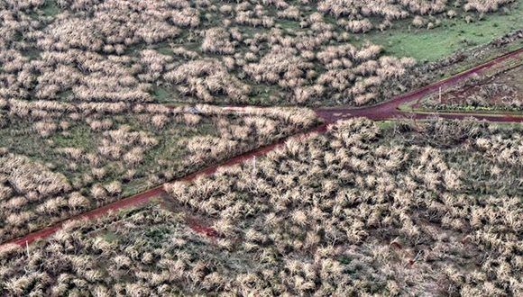 Los bosques del centro de isla quedaron quemados por la fuerza de los vientos del huracán Irma. Foto: Heidi Calderón. Los bosques del centro de isla quedaron quemados por la fuerza de los vientos del huracán Irma. Foto: Heidi Calderón.