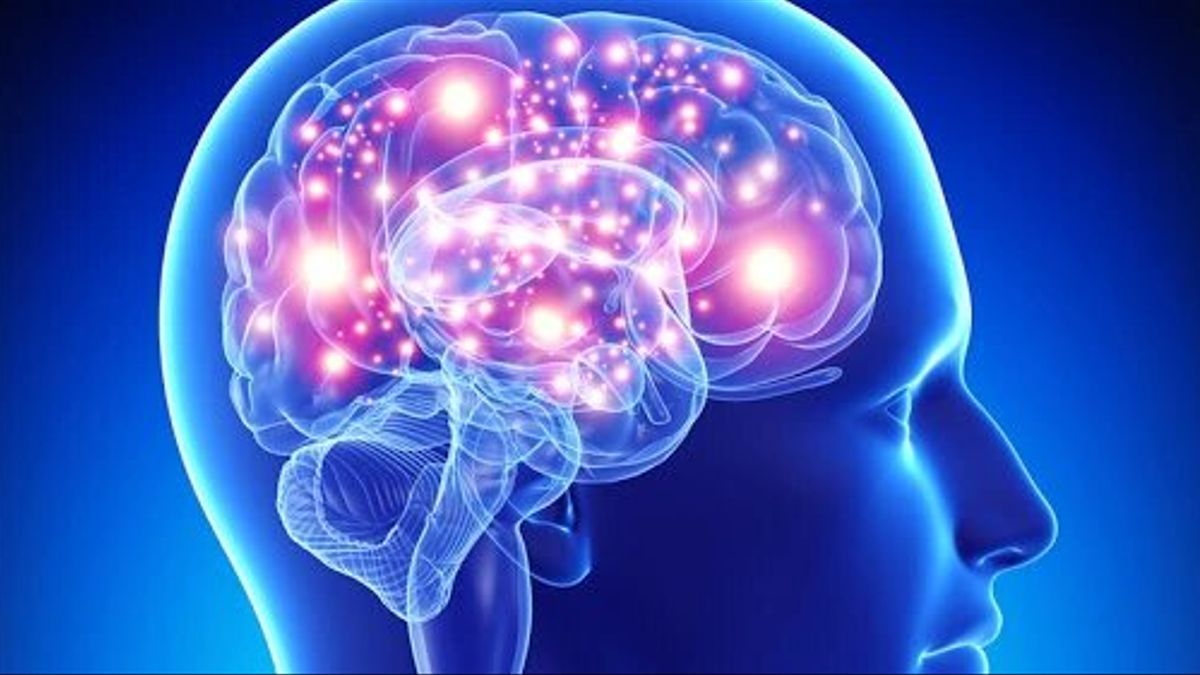Cerebro, el órgano enigmático Cerebro, el órgano enigmático