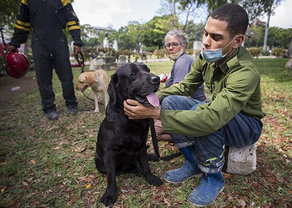 Los ejemplares de la brigada canina en momentos de descanso. Foto: Irene Pérez/ Cubadebate.