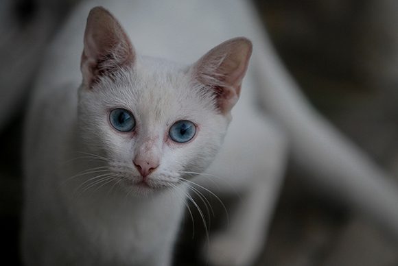 gato gato