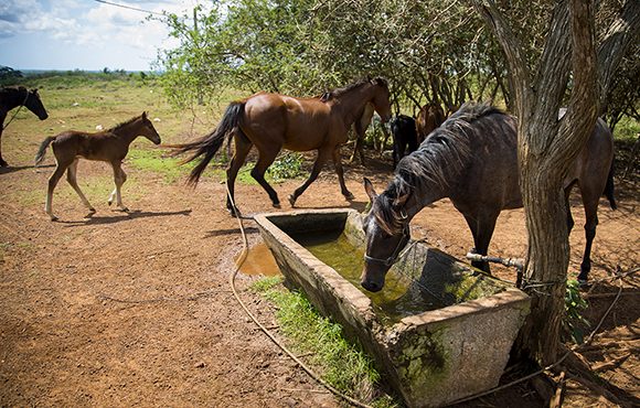caballos caballos