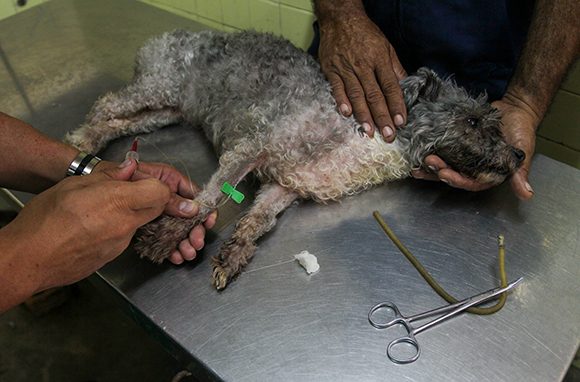“Muchos veterinarios tienen su clientela y nos les importa que los busquen a cualquier hora”. Foto: Irene Pérez/ Cubadebate. “Muchos veterinarios tienen su clientela y nos les importa que los busquen a cualquier hora”. Foto: Irene Pérez/ Cubadebate.