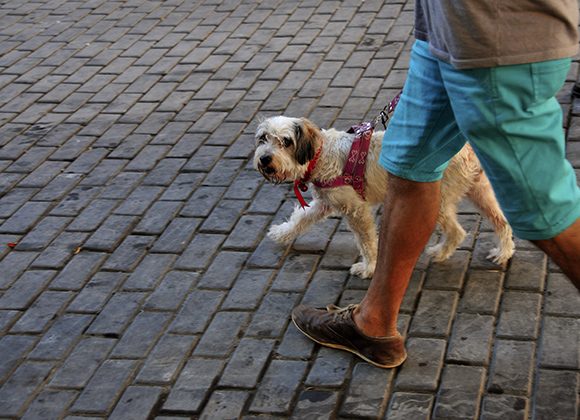 Perro Perro
