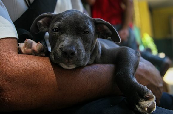 Perro Perro
