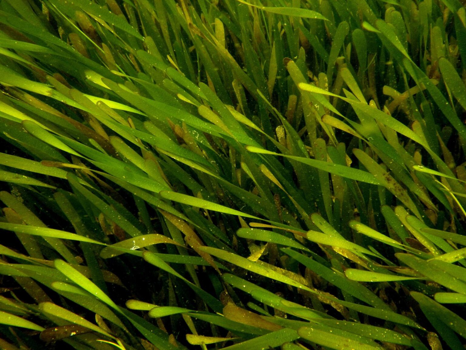 thalassia 1536x1152